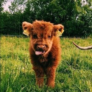 Meet your Posher, Geneva